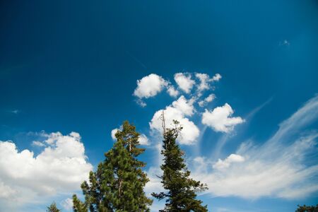Pine trees with beautiful scenery on Tioga Pass Road in Yosemite National Park. California, USA.の写真素材