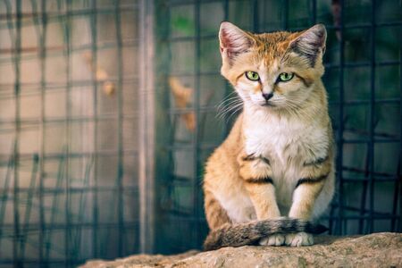 The sand cat (Felis margarita), also known as the sand dune cat sitting on a rock of a zoo, with big green eyes looking straight to the camera.Steel fence in the background.Imprisoned animals conceptの写真素材