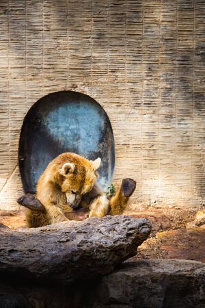 Friendly and brown bear sitting in a sunny pose on the ground in a zoo, looking down. Beautiful sunlight, sunny day.の写真素材