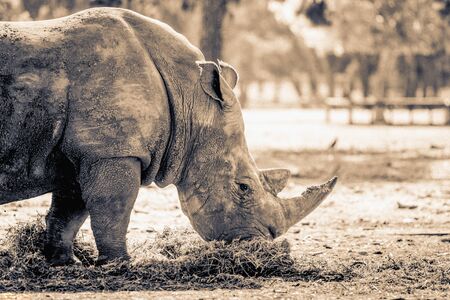 Close up of Rhino or Rhinoceros eating grass. Black and white.の写真素材