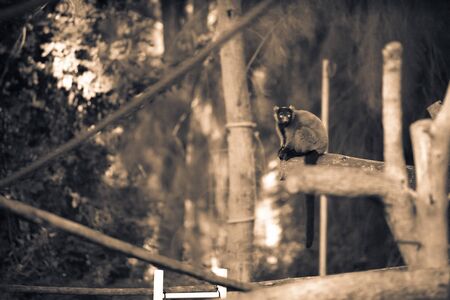 The red ruffed lemur (Varecia rubra) sitting on a tree branch in a zoo. It is one of the largest primates of Madagascar. Black and white/sepia picture.の写真素材