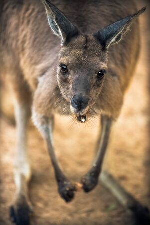 Close up of Eastern Grey Kangaroo looking to the camera, beautiful brown eyes. Shallow depth of field, selective focus.の写真素材
