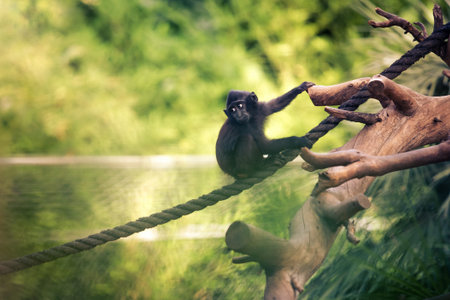Baby monkey comfortably sitting on a hanging rope in a zoo. Big beautiful white eyes looking to the side. Green bokeh background.の写真素材