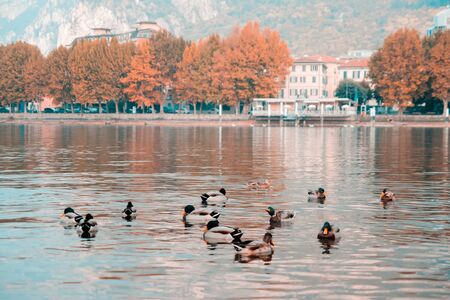 Ducks in Lake Como near small Italian town Lecco, Lombardy, Northern Italy. Autumn colors.の写真素材