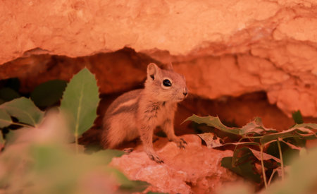 Very Curious chipmunk in Bryce canyon national park, Utah, USA. Red ground background.