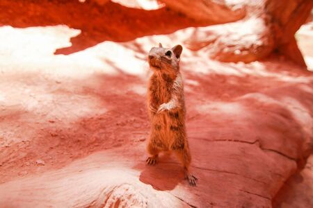 Very Curious chipmunk in Bryce canyon national park, Utah, USA. Red ground background.の写真素材