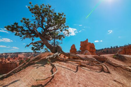 Pine trees in Bryce Canyon National Park, Utah, USA.の写真素材