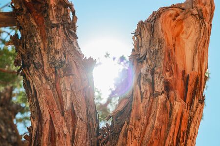 Pine trees in Bryce Canyon National Park, Utah, USA.の写真素材