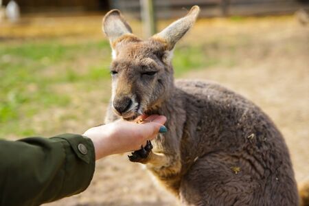 Eastern grey kangaroo feeding from a woman's hand. Shallow depth of field, grass in the background.の写真素材