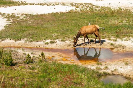 A female elk drinking water from a hot spring at West Thumb Geyser Basin, Yellowstone National Park.の写真素材