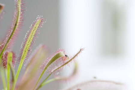 Sundewの写真素材