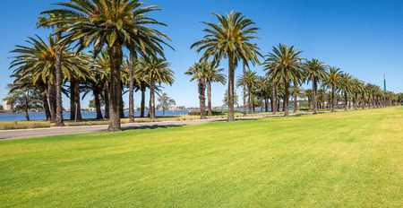 Palm trees in Langley Park along Riverside Drive and Swan River in Perth City, Western Australiaの写真素材