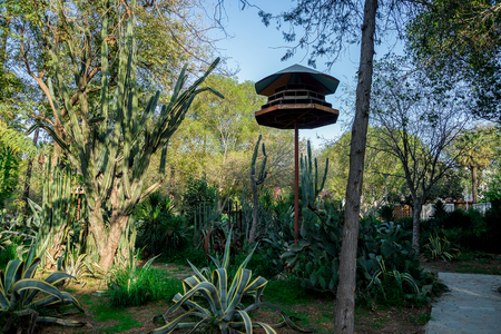 Cactuses and a large birdhouse in Nicosia city public parkの写真素材