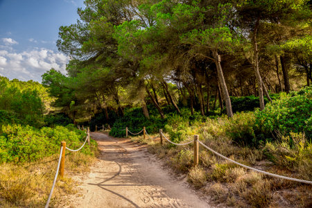 A rope fenced walking path through a small natural reserve from Can Picafort to Alcudia, Majorcaの写真素材