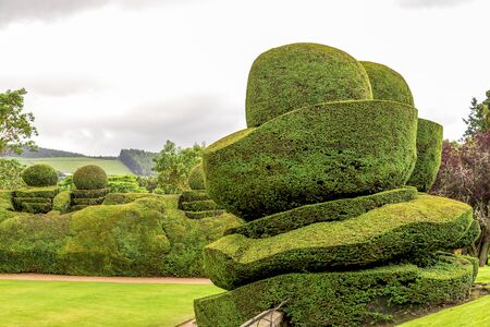 Giant landscaped plants cut by a gardener in Crathes Castle outside gardens, Aberdeenshire, Scotlandのeditorial素材