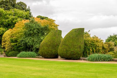 Two large bottle shaped plants in landscaped gardens of Crathes Castle, Aberdeenshire, Scotlandのeditorial素材