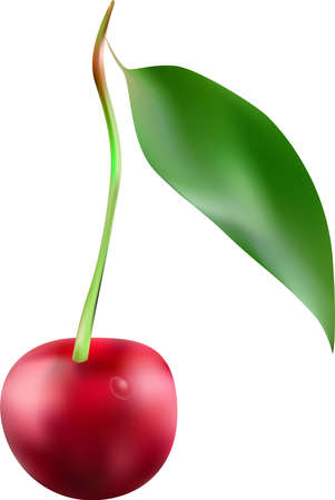 cherry in a natural gradient. Close-up. Berryのイラスト素材