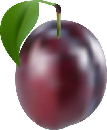 plum in a natural gradient. Close-up. Fruitのイラスト素材