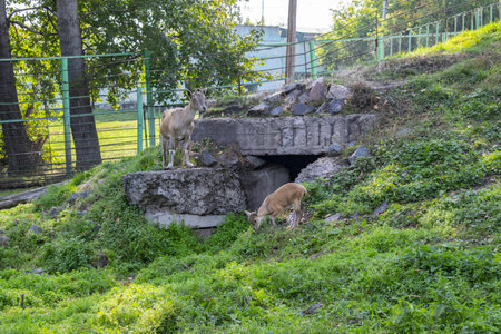 Mammal beautiful animals habits. Big goats family outdoor eating grass. Herbivore lifestyle.の写真素材