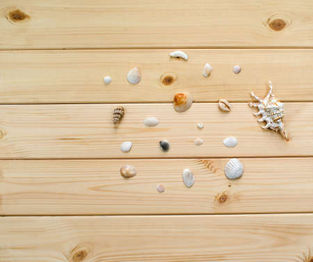 A variety of shells from the seas, rivers, lakes and oceans. For collectors from many beaches of the world on a light wooden background.の写真素材