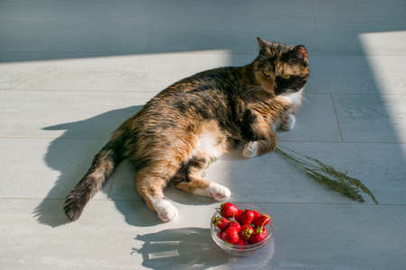 Colorful cat. Fresh berries in a bowl, strawberries with dryed grass, flowers on a wood floor, background.の写真素材