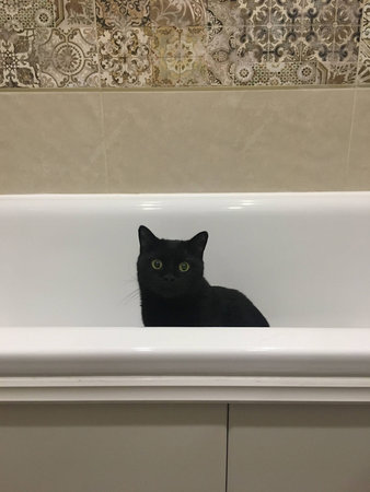 The black big cat sits in the white bath and looks frightened.