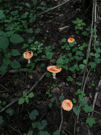 Group of poisonous red mushrooms in the autumn forest. Leaves and moss background.