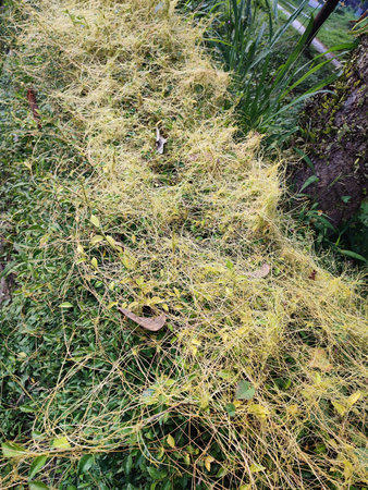 Close up of cuscuta approximata, commonly known as alfalfa or chaparral dodder or California dodder....
