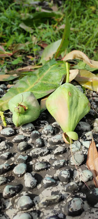 Barringtonia asiatica or fish poison tree is an ornamental tree with box-shaped fruit, the fruits...