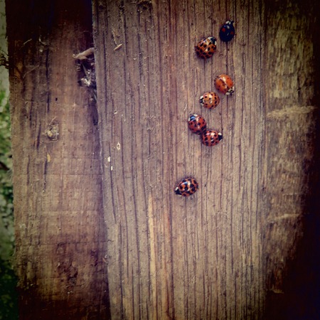 Lady-bugの写真素材