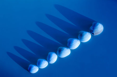 Close up of beautiful white sea shell. Summer time concept with sea shells on classic blue color...