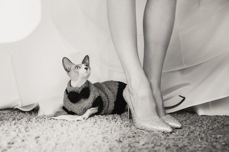 bride catの写真素材