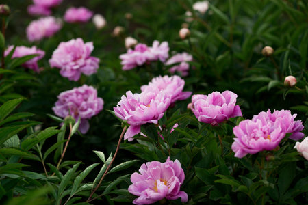 beautiful peony flower in the gardenの写真素材