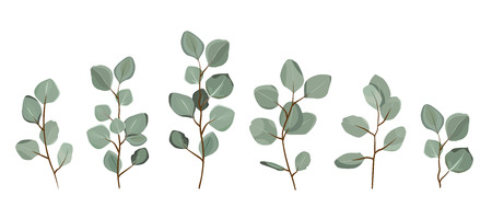Set of eucalyptus branches isolated on white background.のイラスト素材
