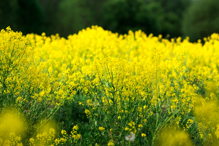 detail of flowering rapeseed field. Rapeseed fieldの写真素材