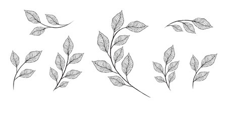 Vector designer elements set collection of greeng leaves herbs in watercolor style. Decorative beauty elegant illustration for designのイラスト素材