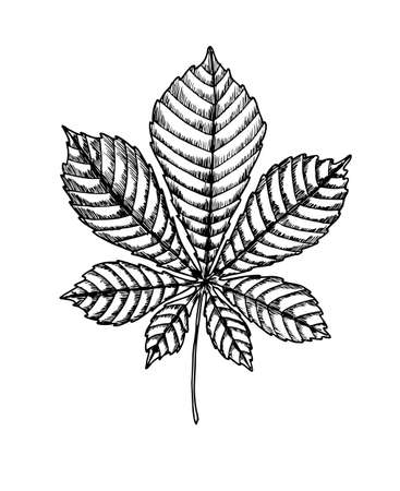 Chestnut leaf. Isolated on white background. For cards, invitations, congratulations, party feedingのイラスト素材