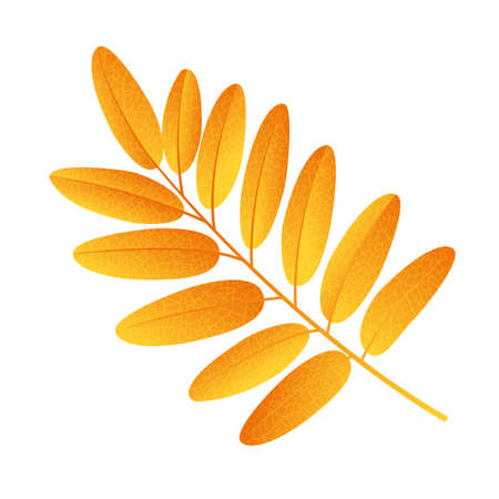 Autumn rowan leaf vector on a white backgroundのイラスト素材