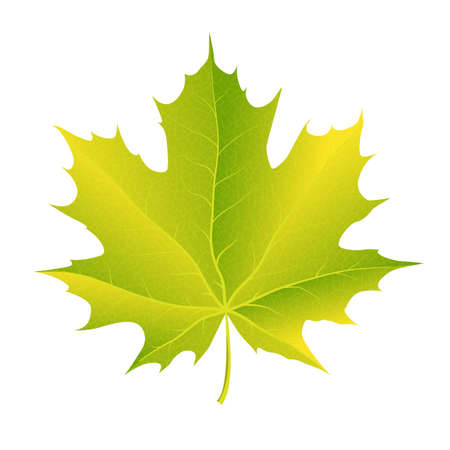 autumn maple leaf vector on a white backgroundのイラスト素材