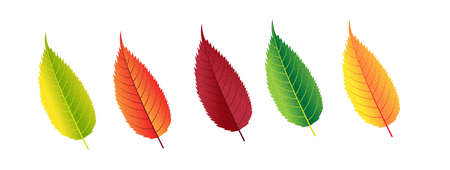 Autumn vector set with leaves. Forest botanical elements for decoration. Vintage fall seasonal decor.のイラスト素材