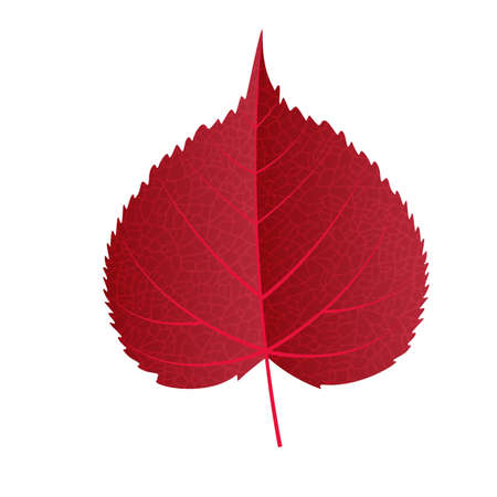 Autumn leaf vector on a white backgroundのイラスト素材