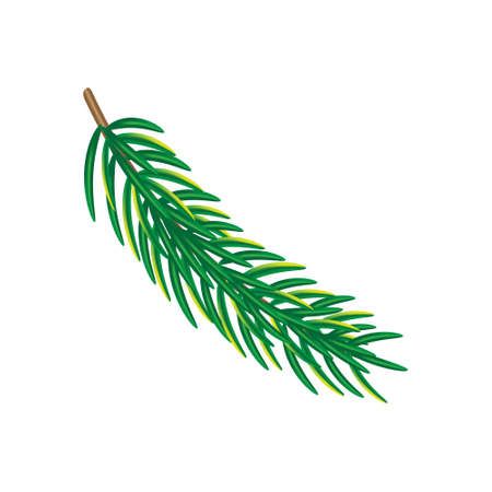 sprig of green spruce, prickly spruce, Christmas treeのイラスト素材