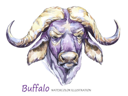 Watercolor formidable bull on the white background. African animal. Wildlife art illustration. Can...