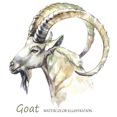 Watercolor goat on the white background. Mountain animal. Wildlife art illustration. Can be printed on T-shirts, bags, posters, invitations, cards, phone cases, pillows. Place for your text.の写真素材