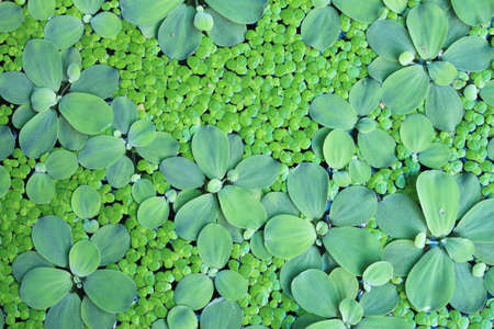 Green water plants closeupの写真素材
