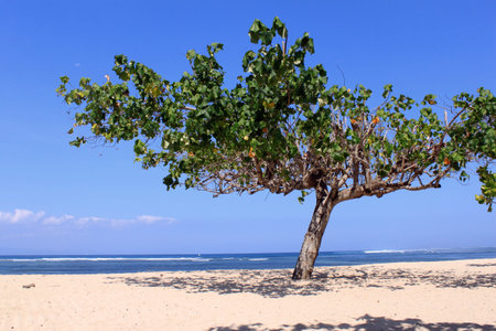 Lonely tree on the beach, Baliの写真素材
