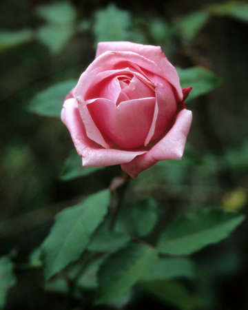 Rose flower.の写真素材