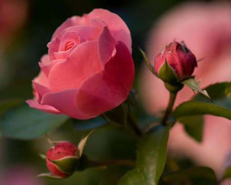 Rose flower in bloom, in the morning.の写真素材