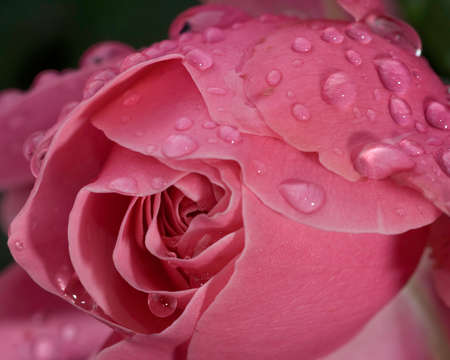 Rose flower and raindropsの写真素材