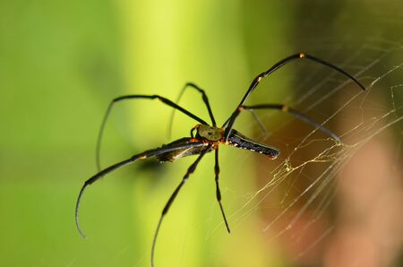 Garden orb weaver spider and its preyの写真素材